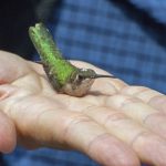 Ruby-throated Hummingbird