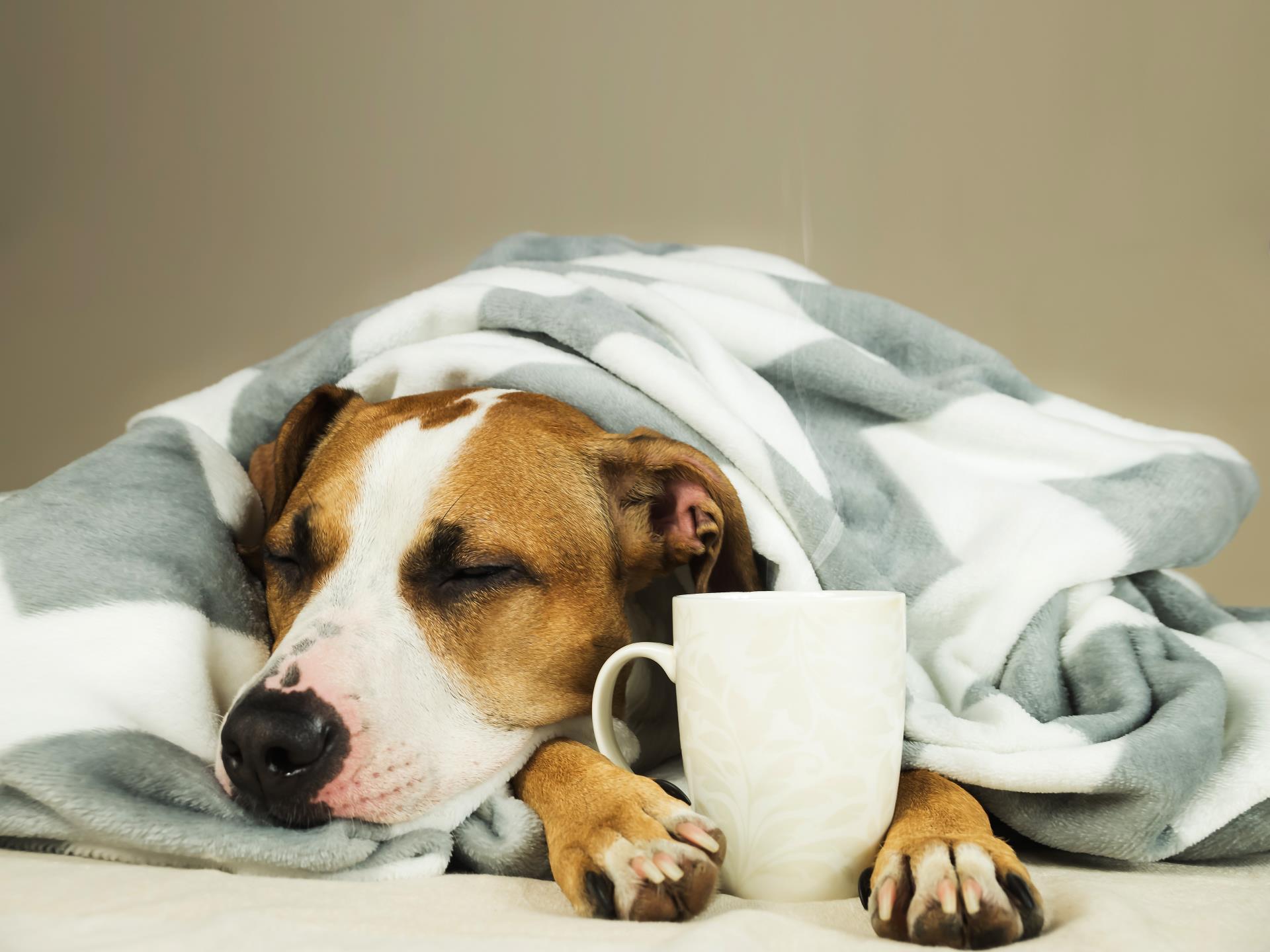 A sick dog with tea mug under a blanket