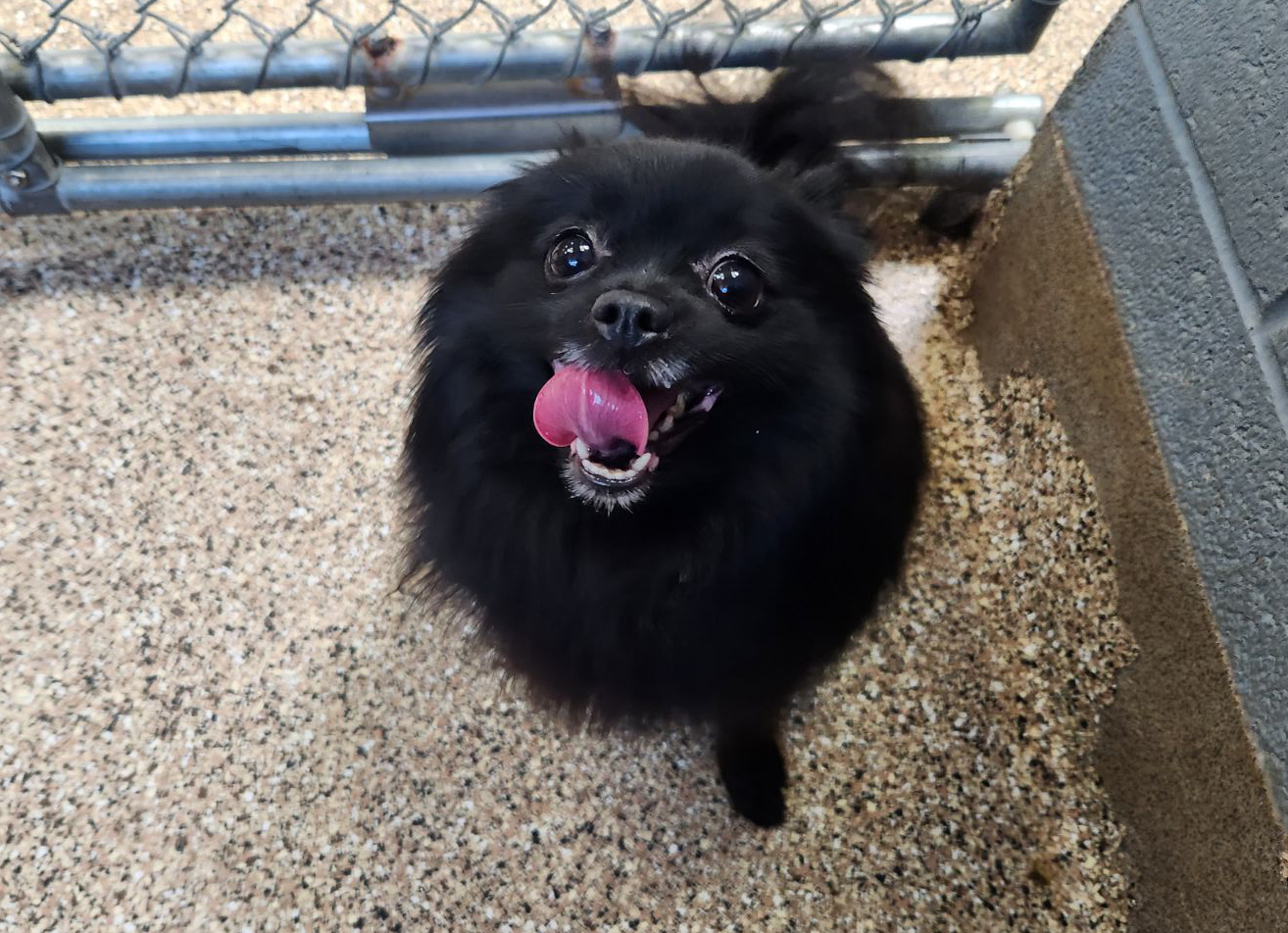 Small black dog with tongue out