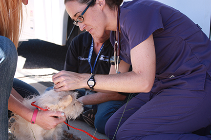 Dog Getting a Vaccine