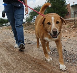 Dog walking on a leash