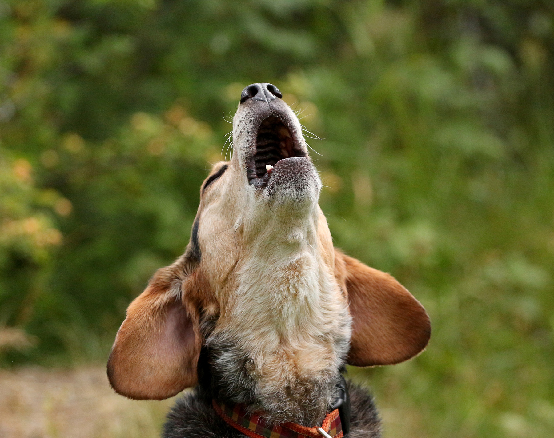 Howling Dog