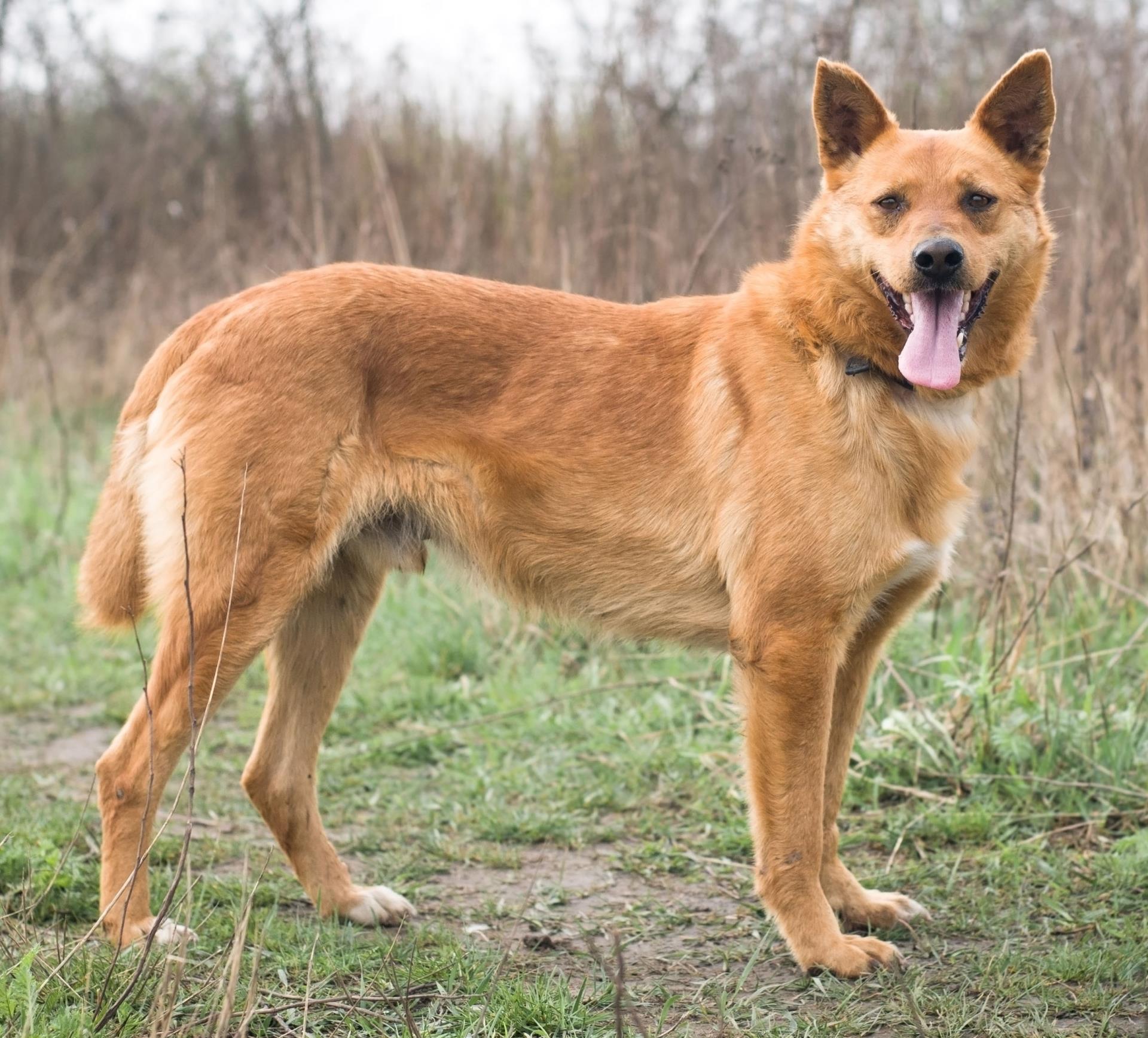 Red Mixed Breed Stray Dog Standing in a Field