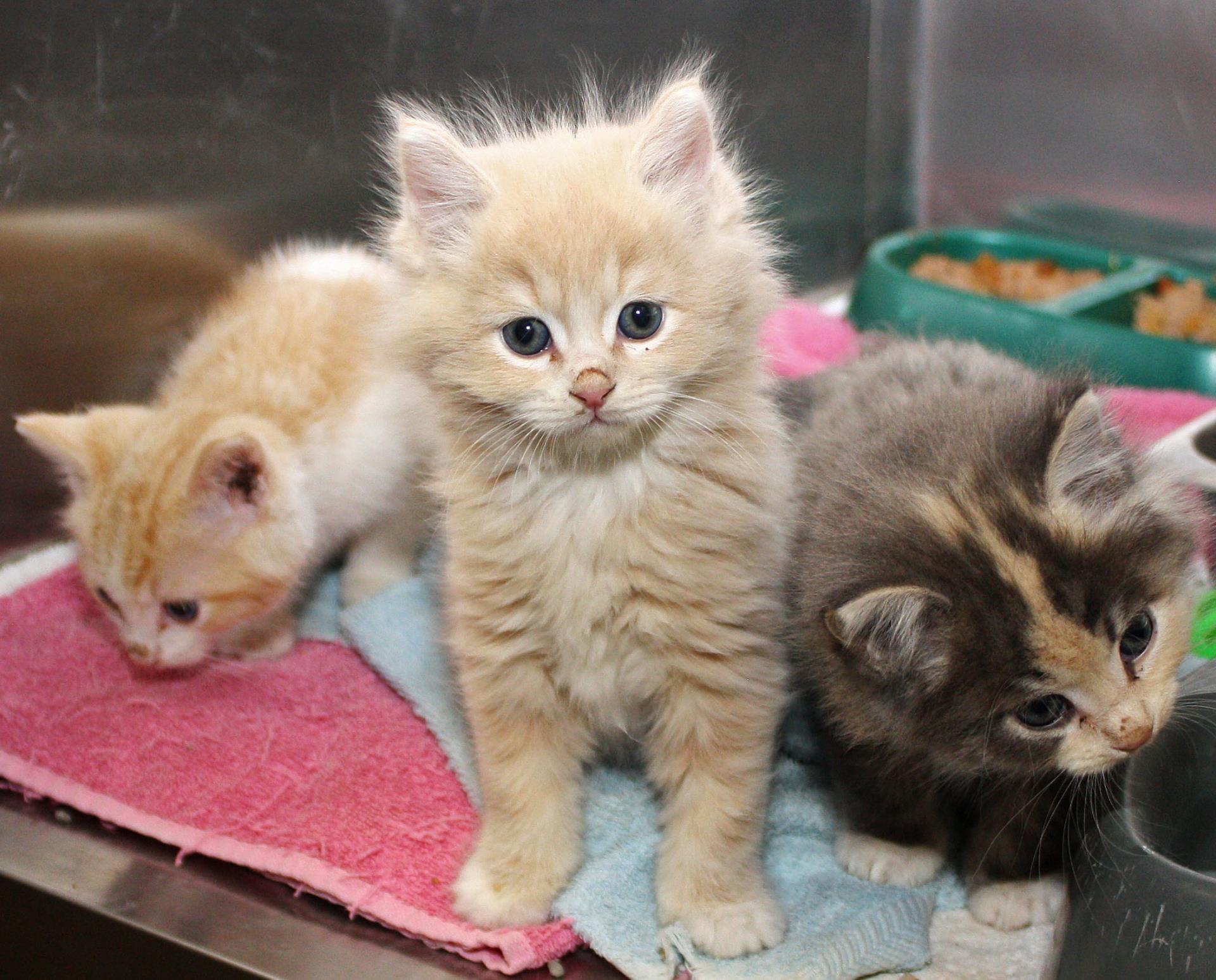 Three kittens sitting on a blue and pink towel