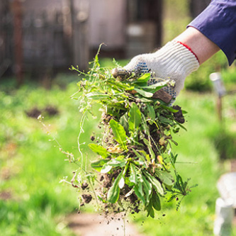 A person pulling weeds