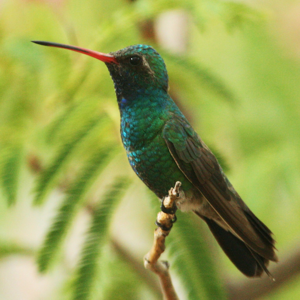 A hummingbird sitting on a tree branch