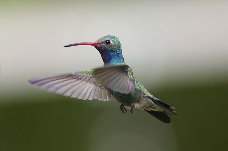 Hummingbird