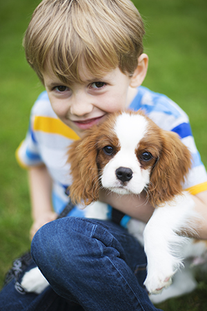 Boy With Pet King Charles Spaniel Puppy