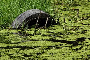 Old tire in algae covered pond